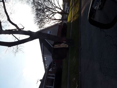 Severe Winds in Chicago Area Cause Damage
